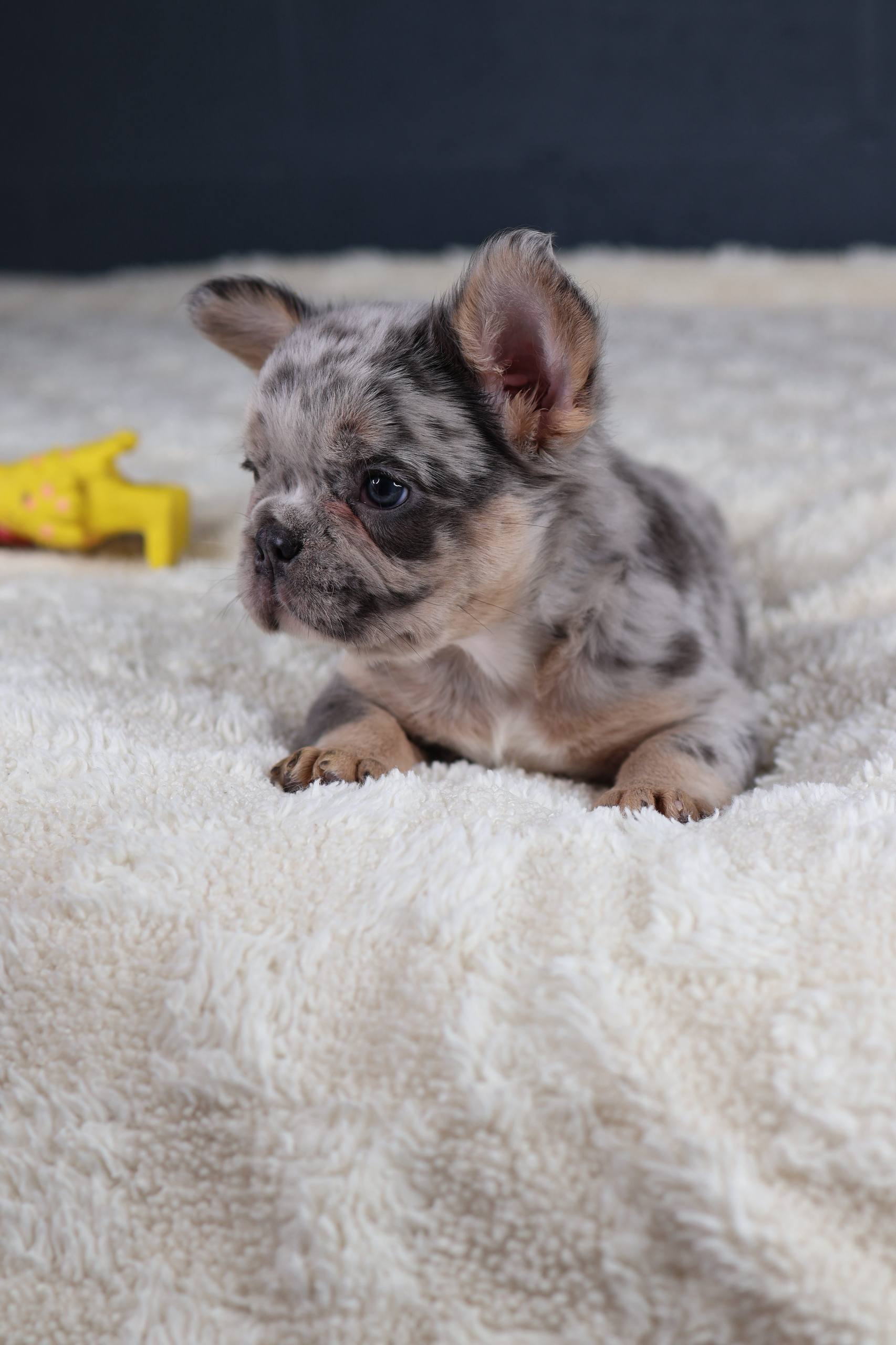 Puppy thumbnail