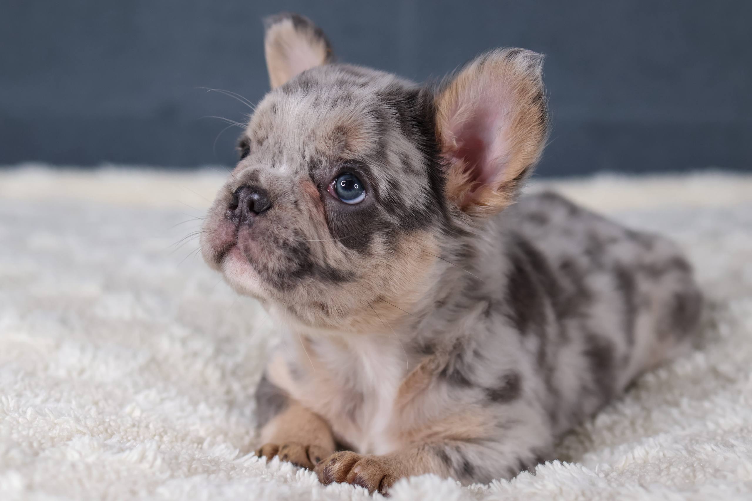 Puppy thumbnail