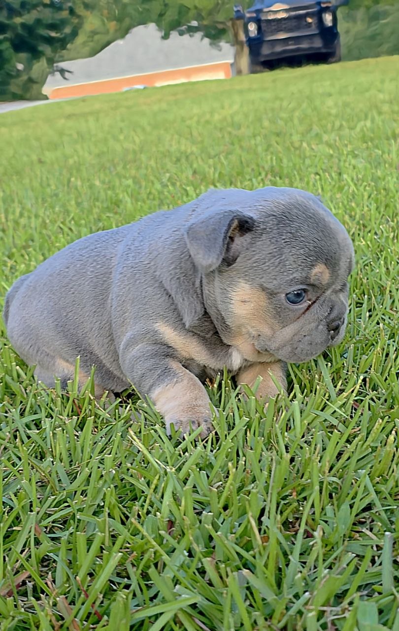 Puppy thumbnail
