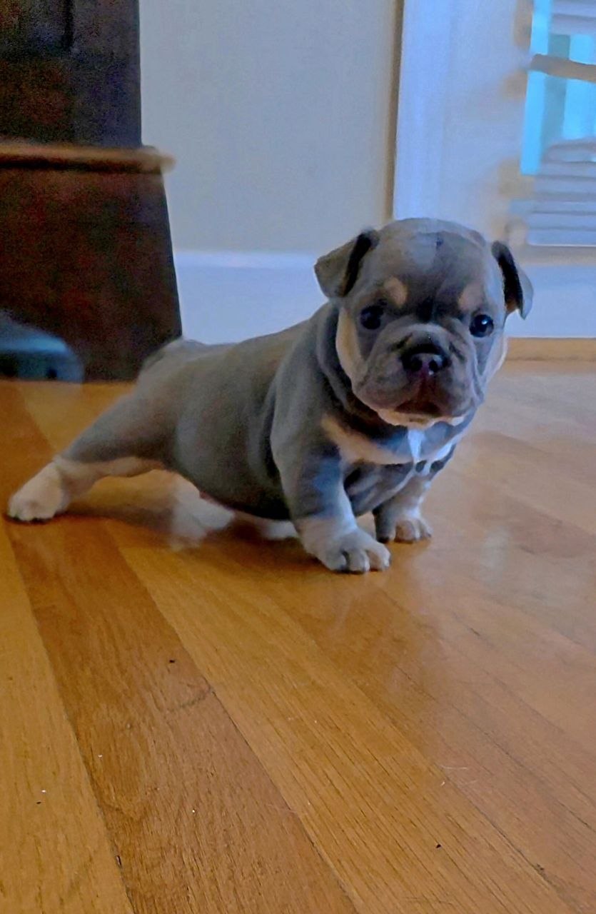 Puppy thumbnail