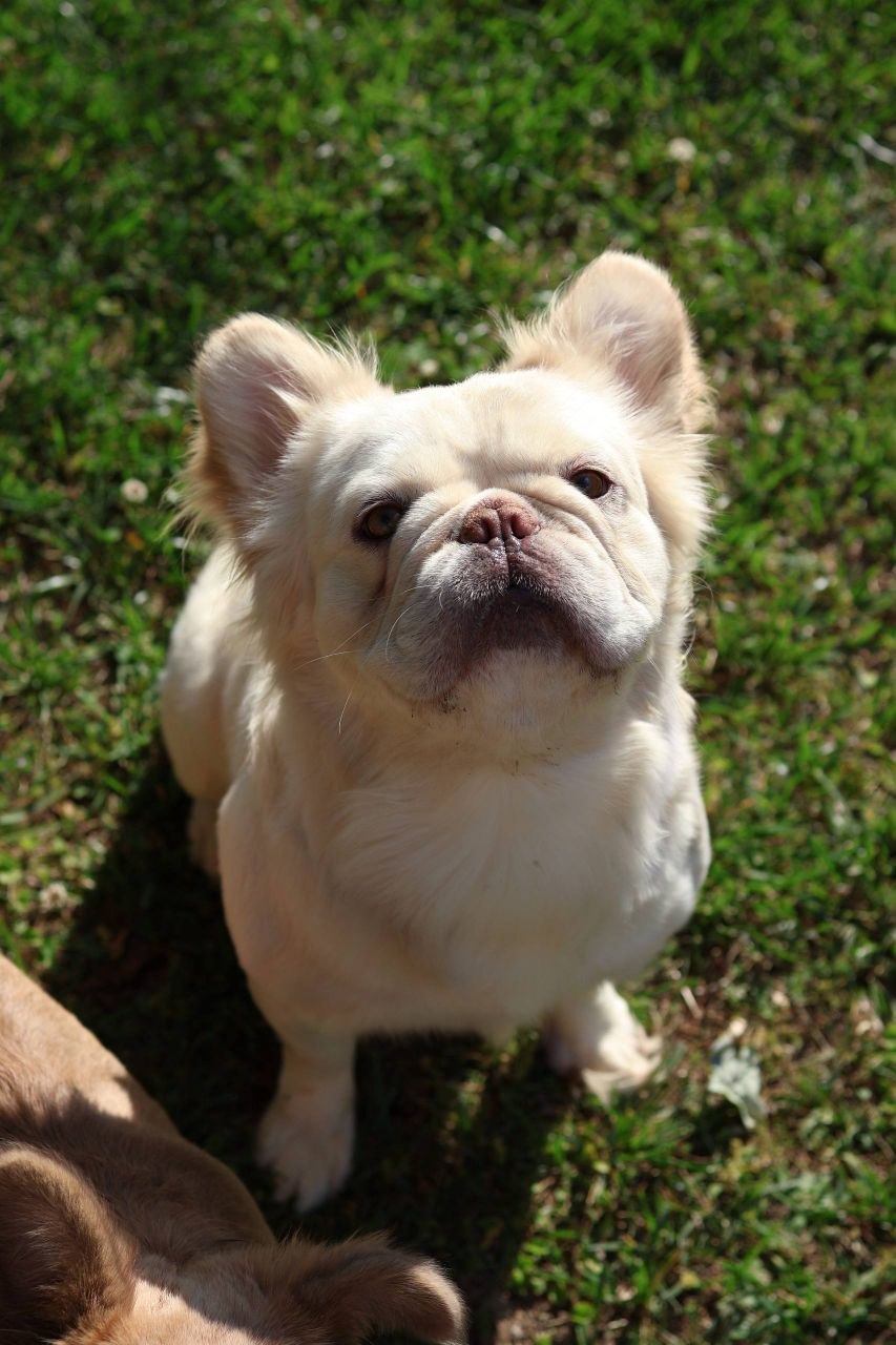 Ace - The Sire (Father)