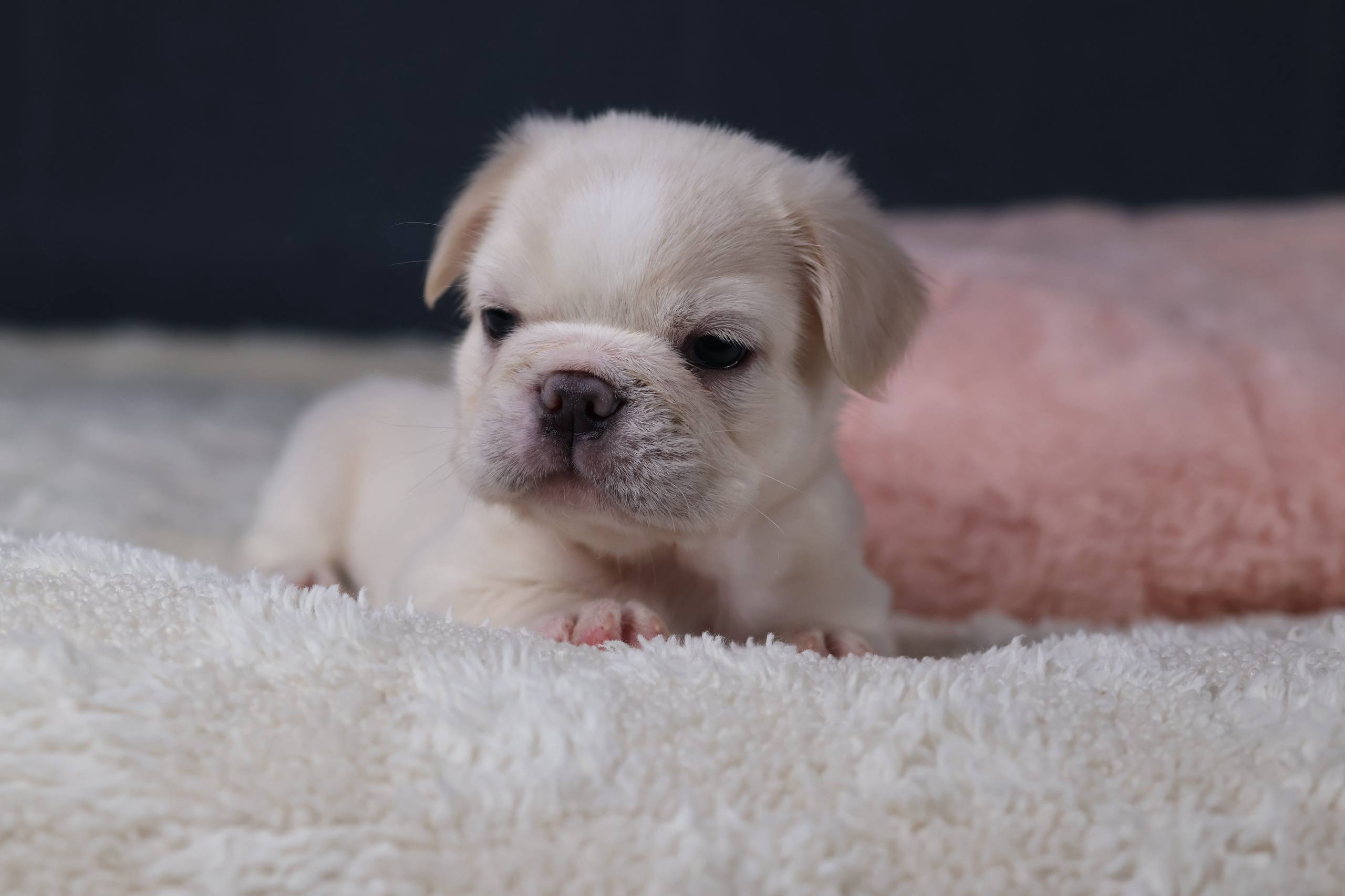 Puppy thumbnail