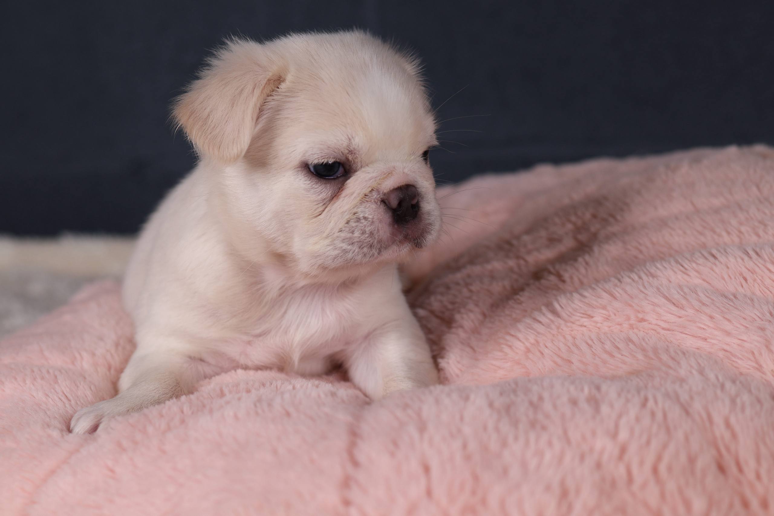Puppy thumbnail