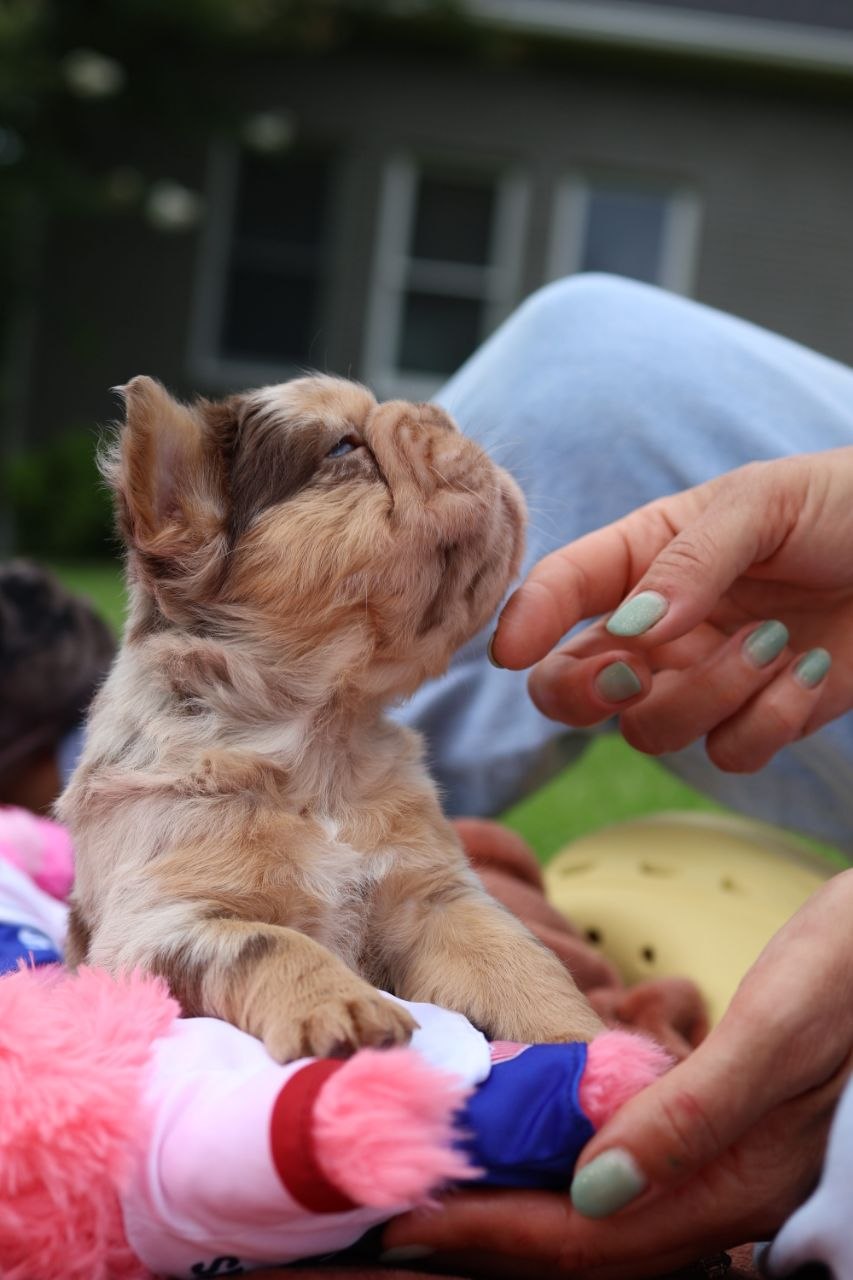 Puppy thumbnail