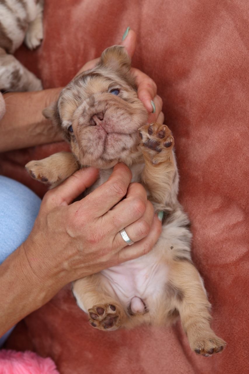 Puppy thumbnail