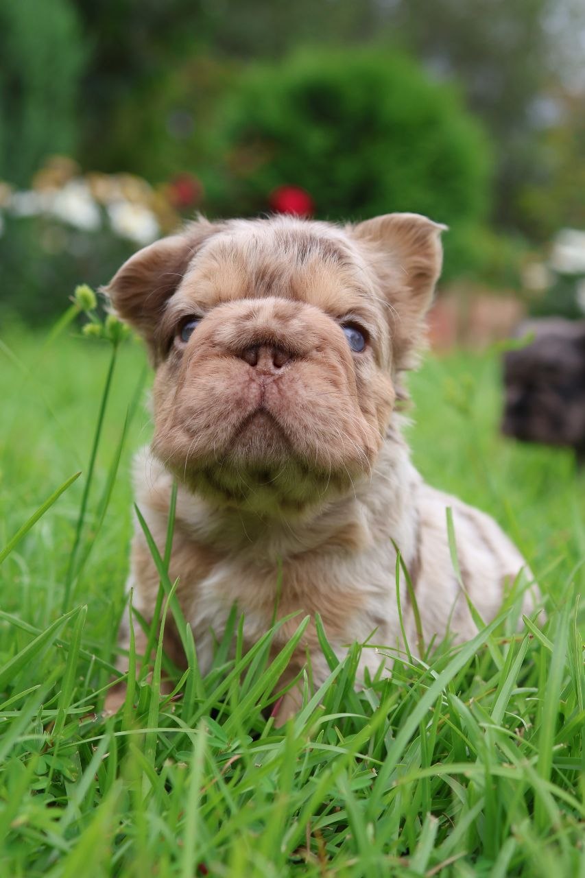 Puppy thumbnail