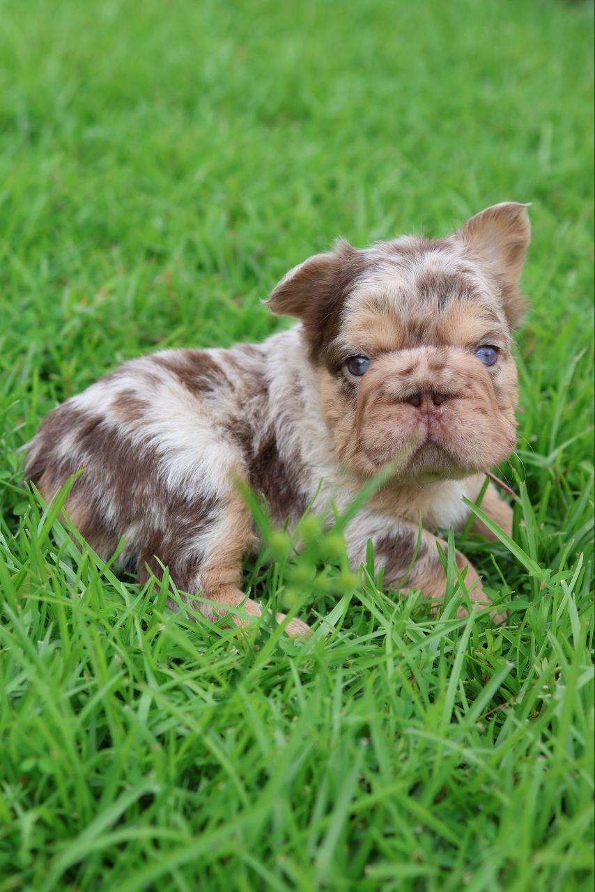 Puppy thumbnail