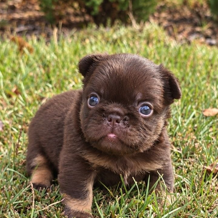 Puppy thumbnail