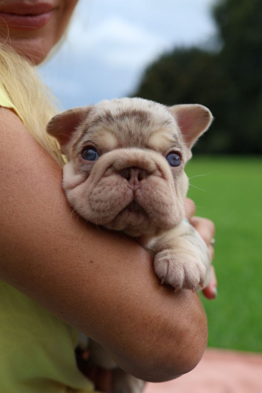 Puppy thumbnail