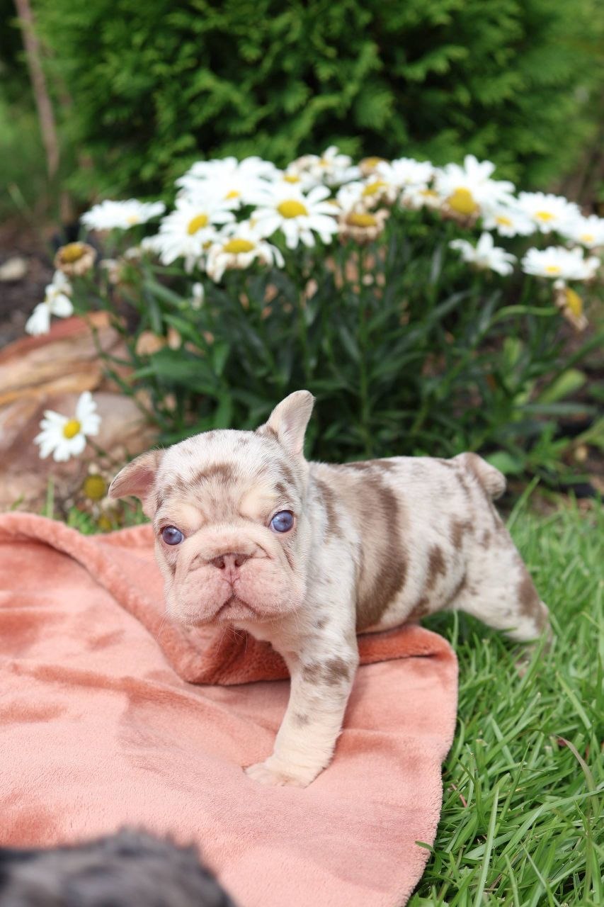 Puppy thumbnail