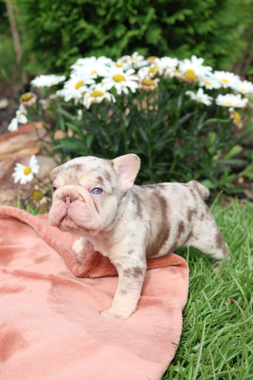 Puppy thumbnail