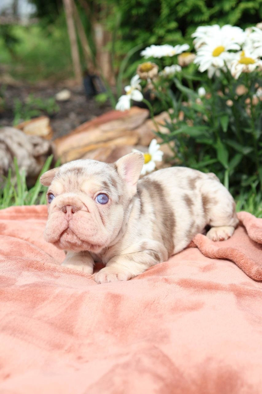 Puppy thumbnail
