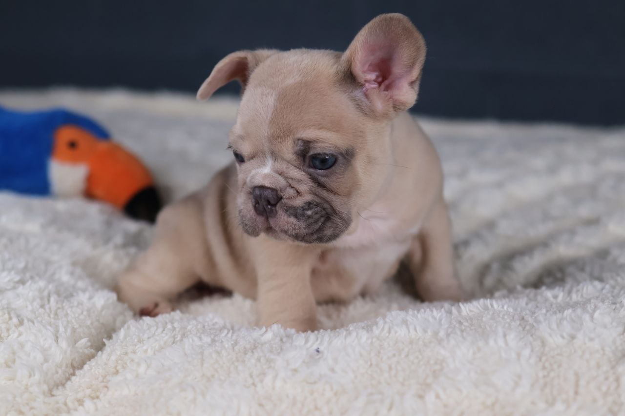 Puppy thumbnail