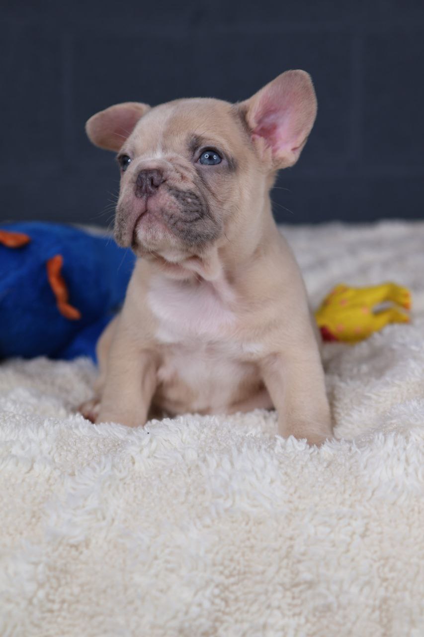 Puppy thumbnail