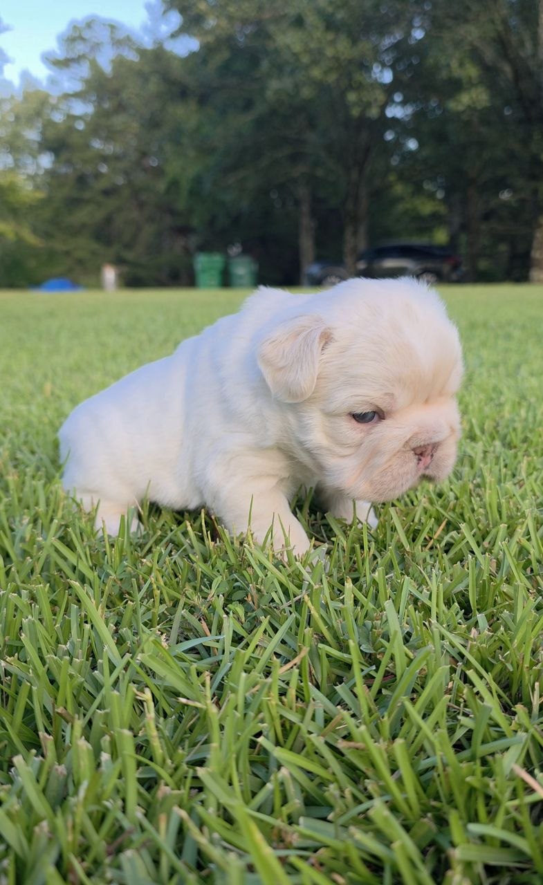 Puppy thumbnail