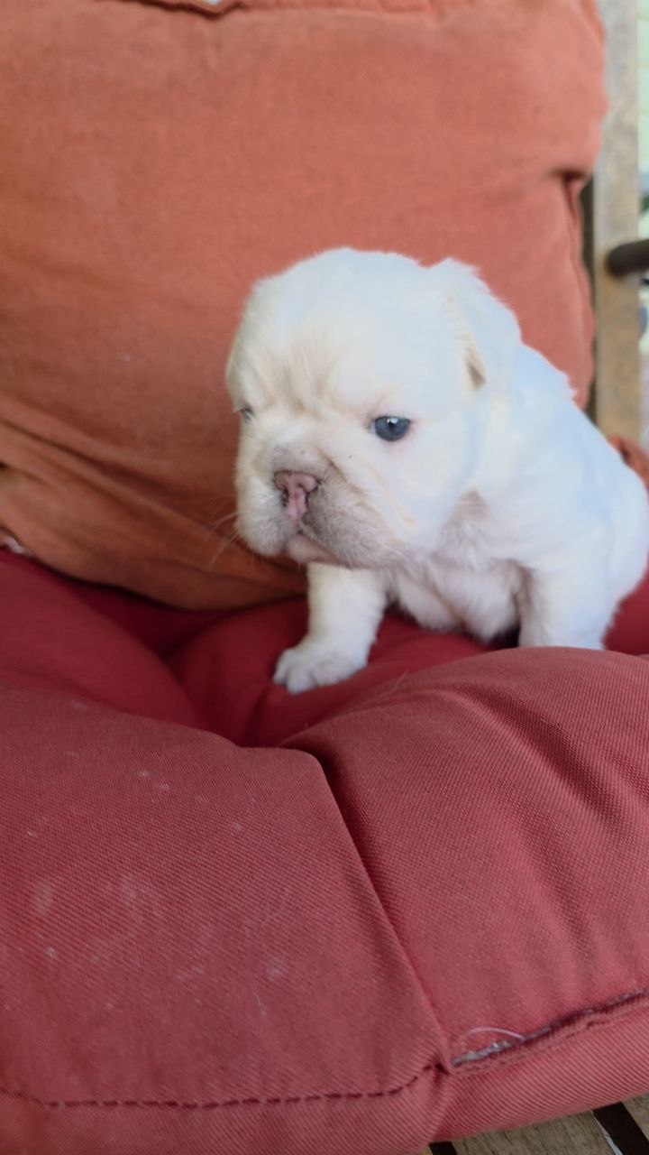 Puppy thumbnail