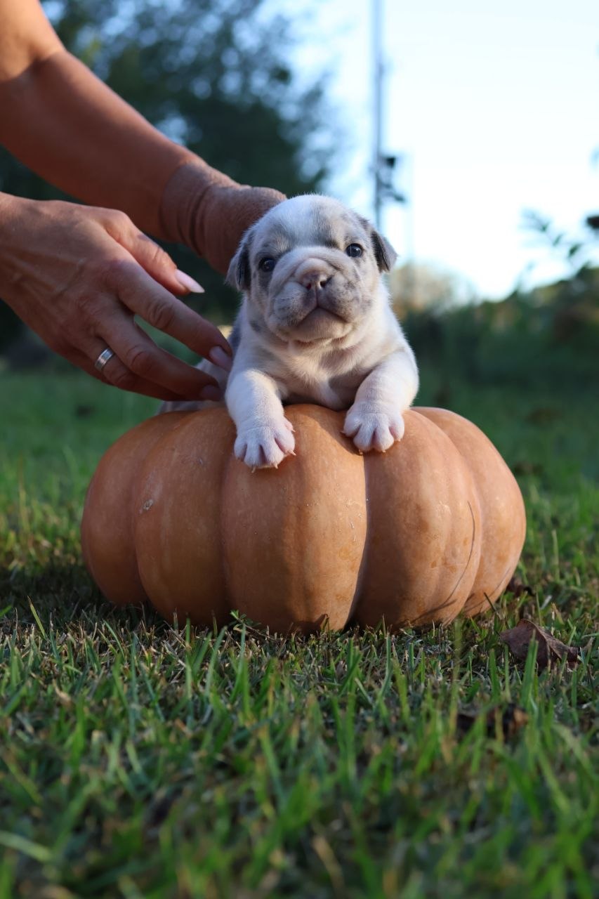 Puppy thumbnail