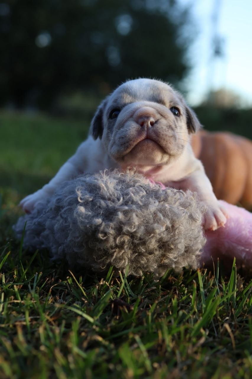 Puppy thumbnail