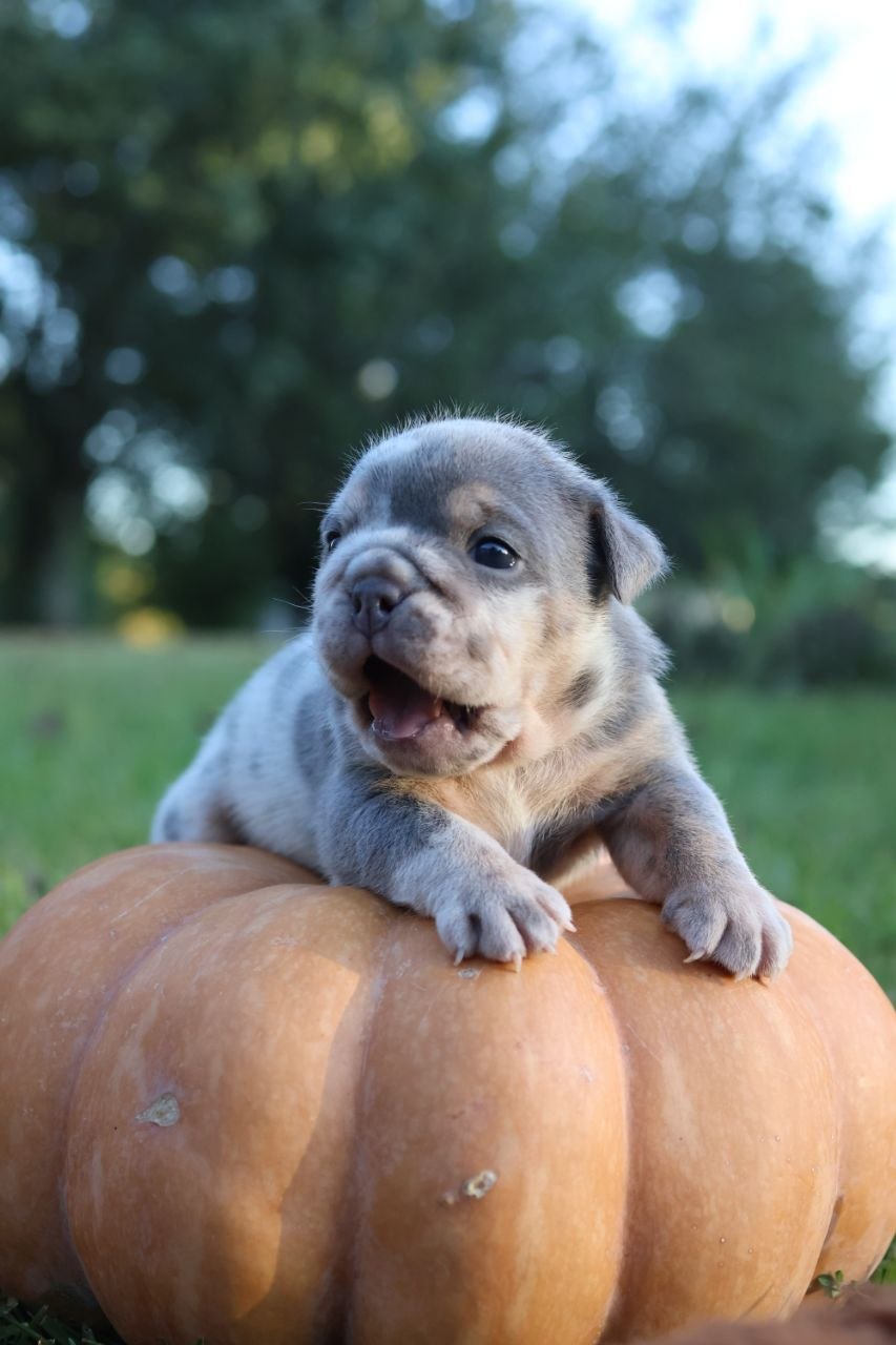 Puppy thumbnail