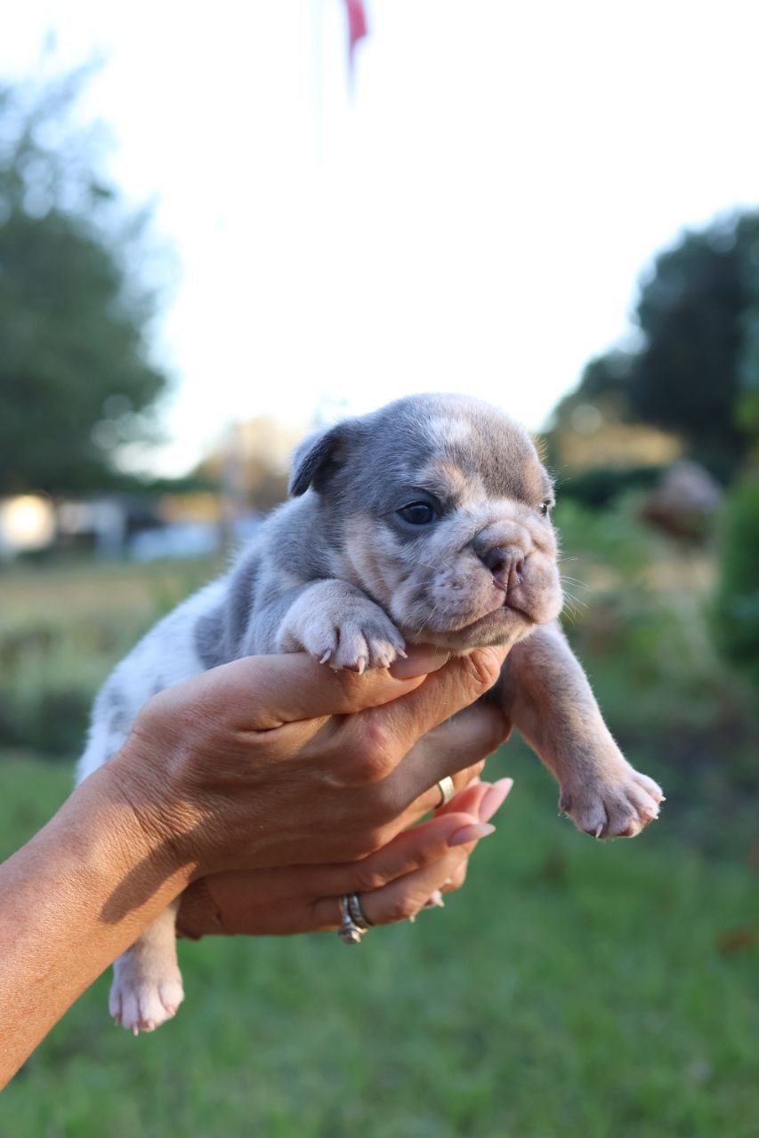 Puppy thumbnail