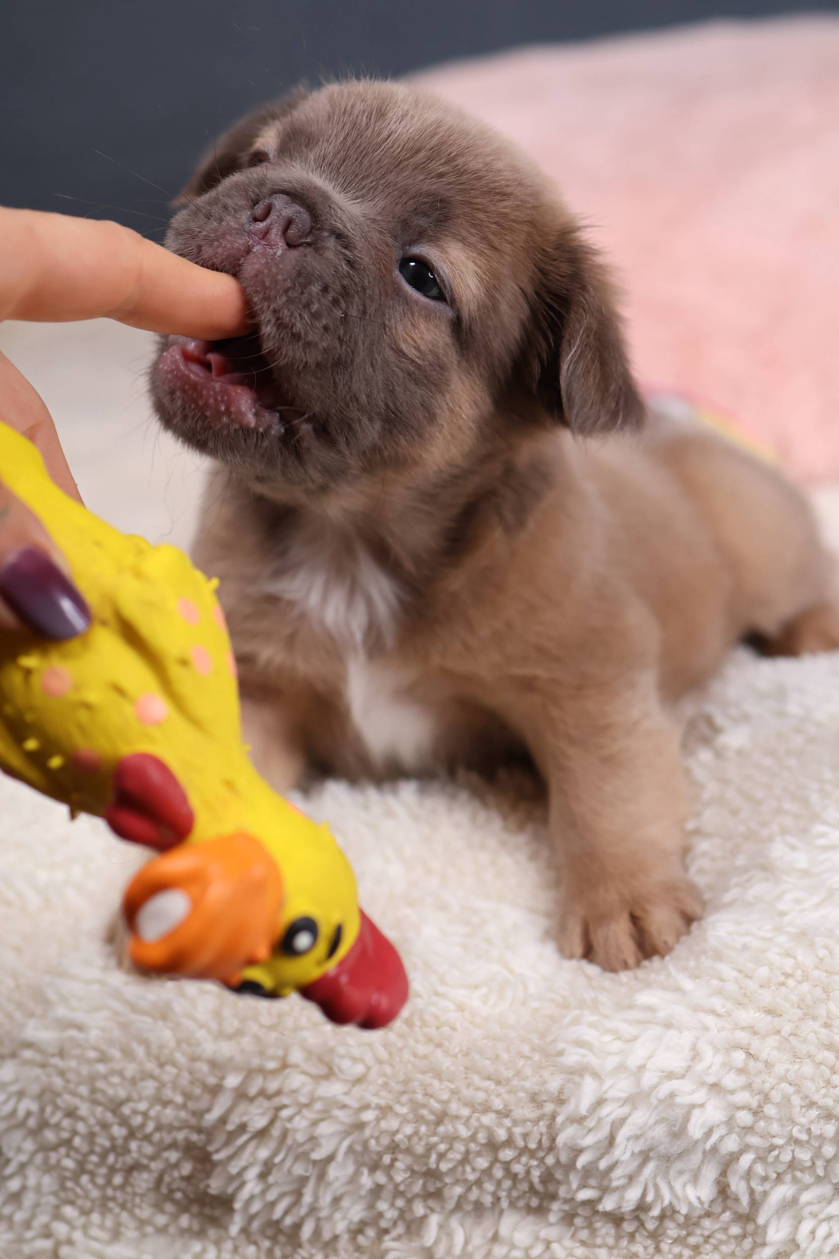 Puppy thumbnail