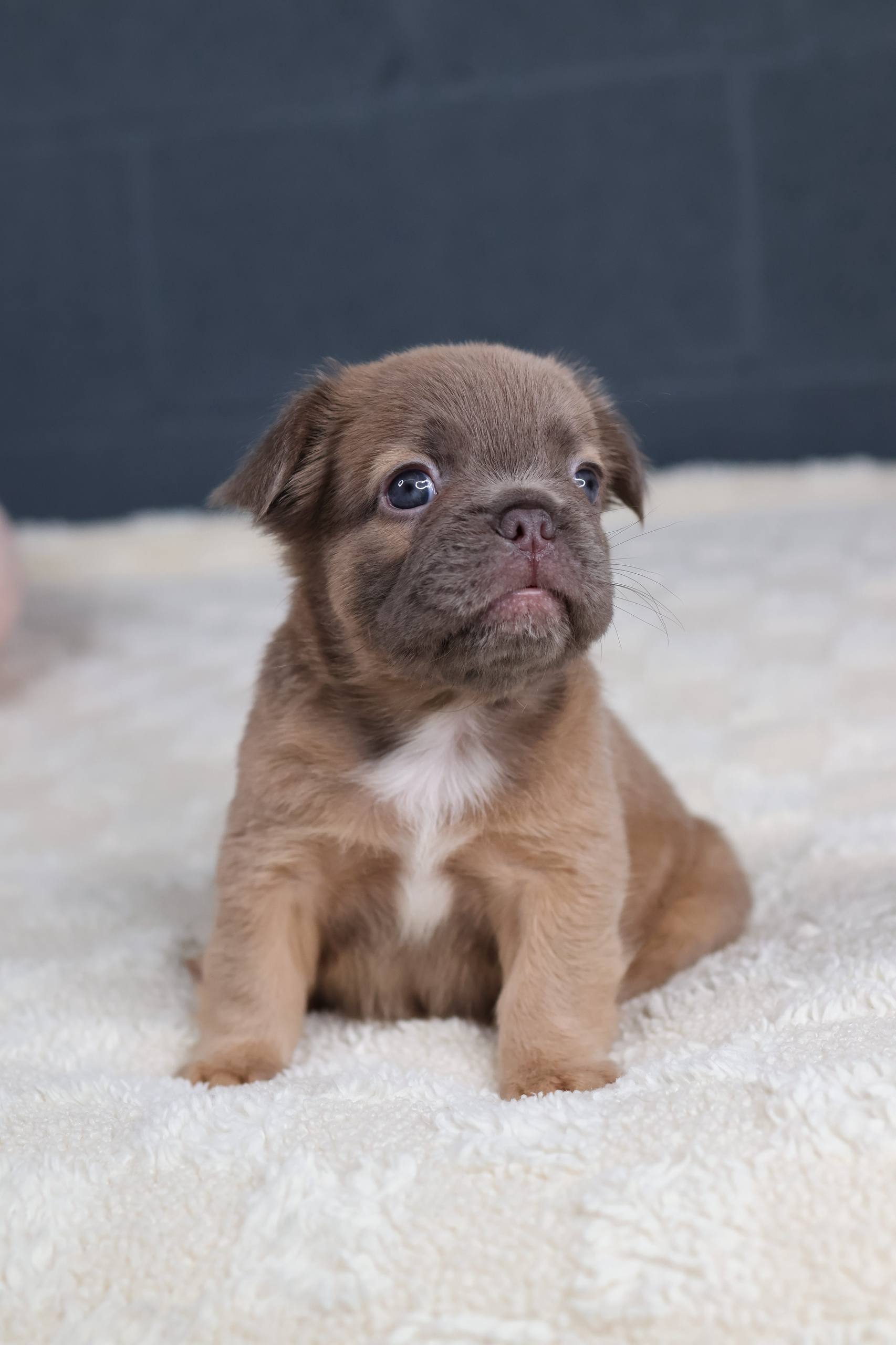 Puppy thumbnail