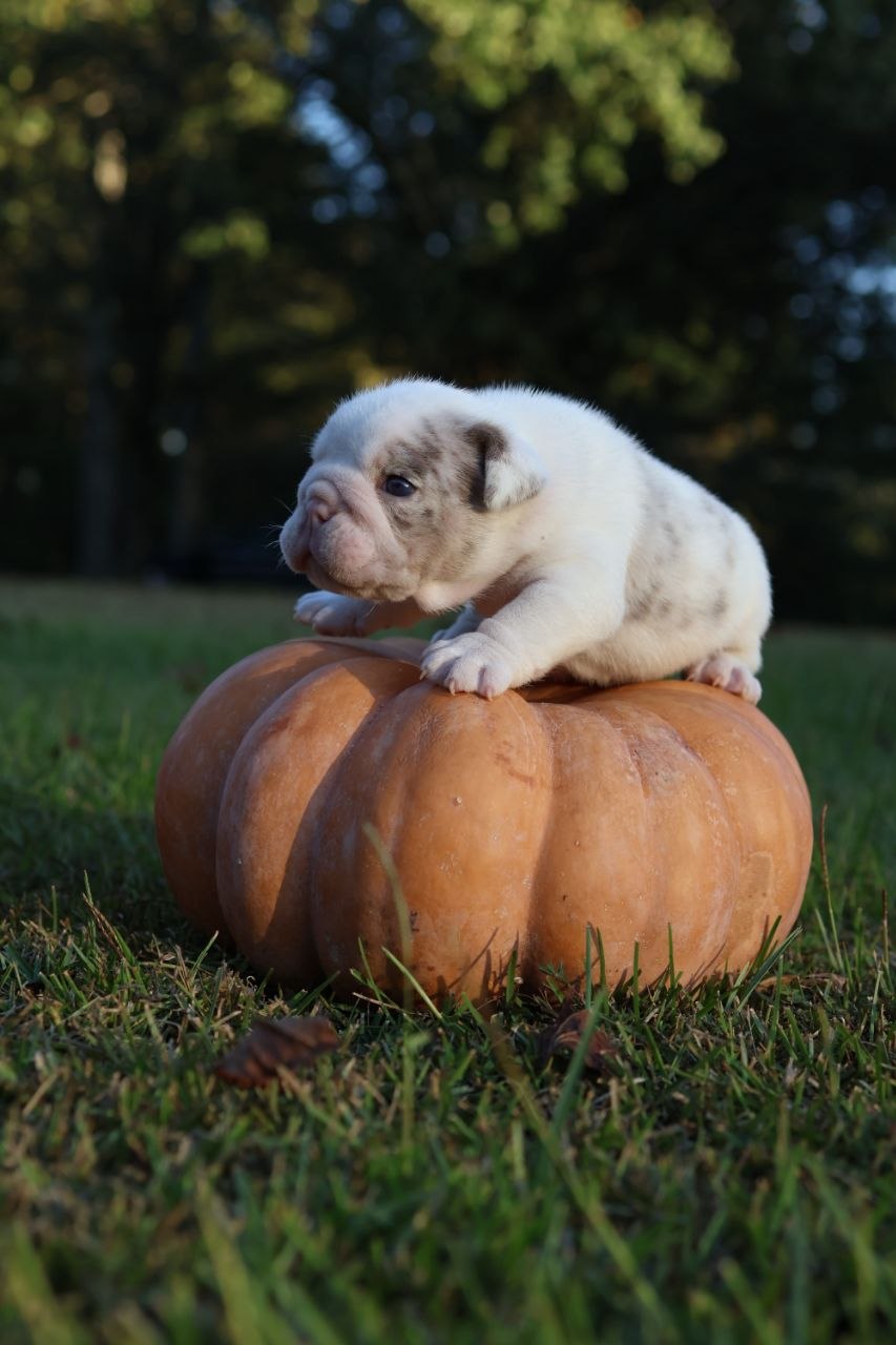 Puppy thumbnail