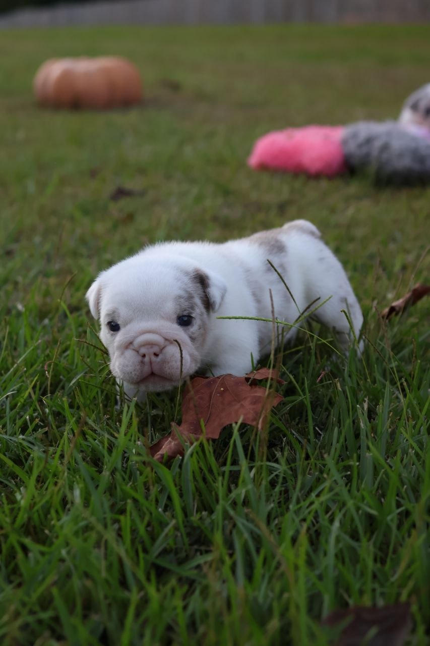 Puppy thumbnail
