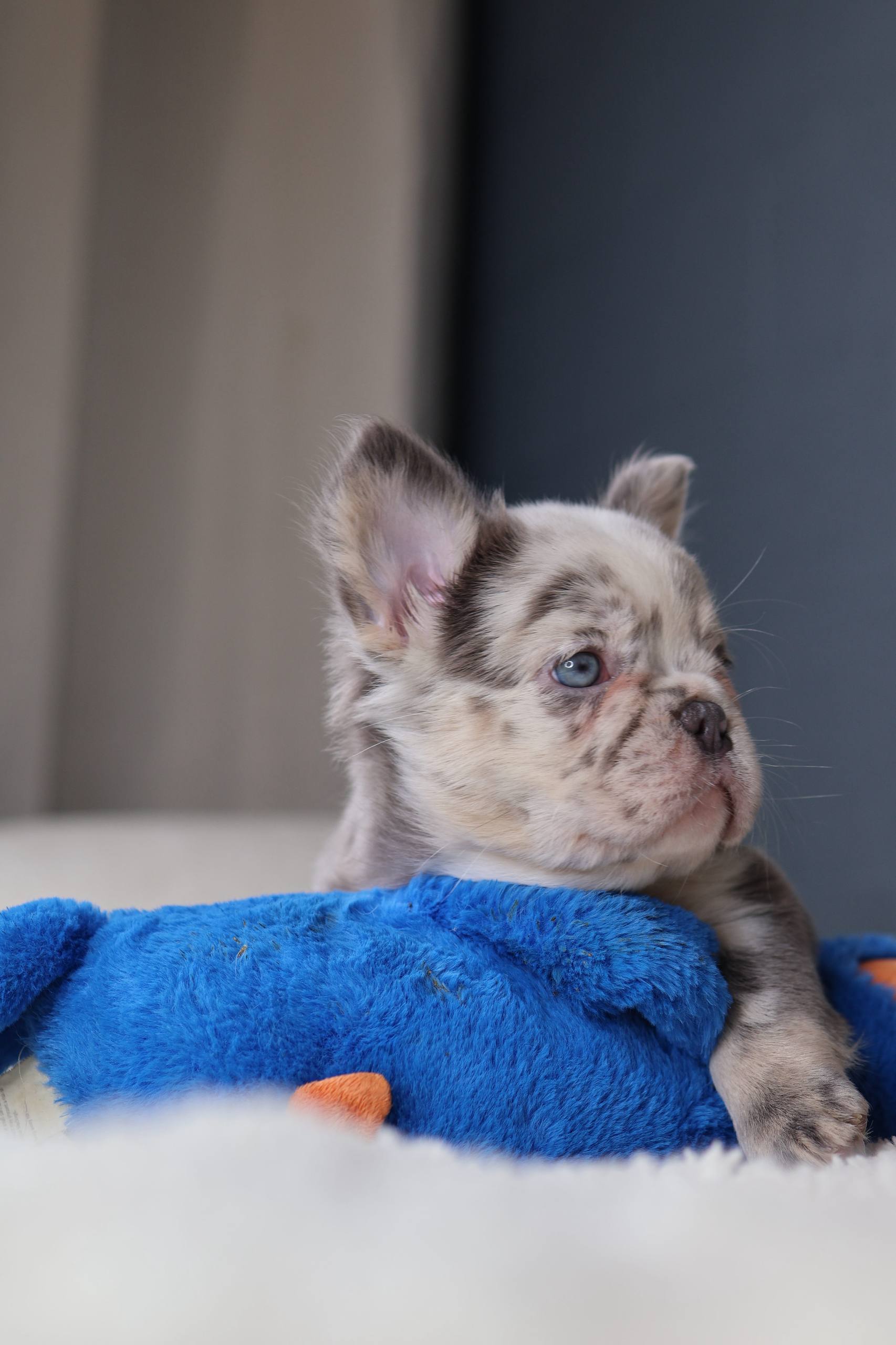 Puppy thumbnail