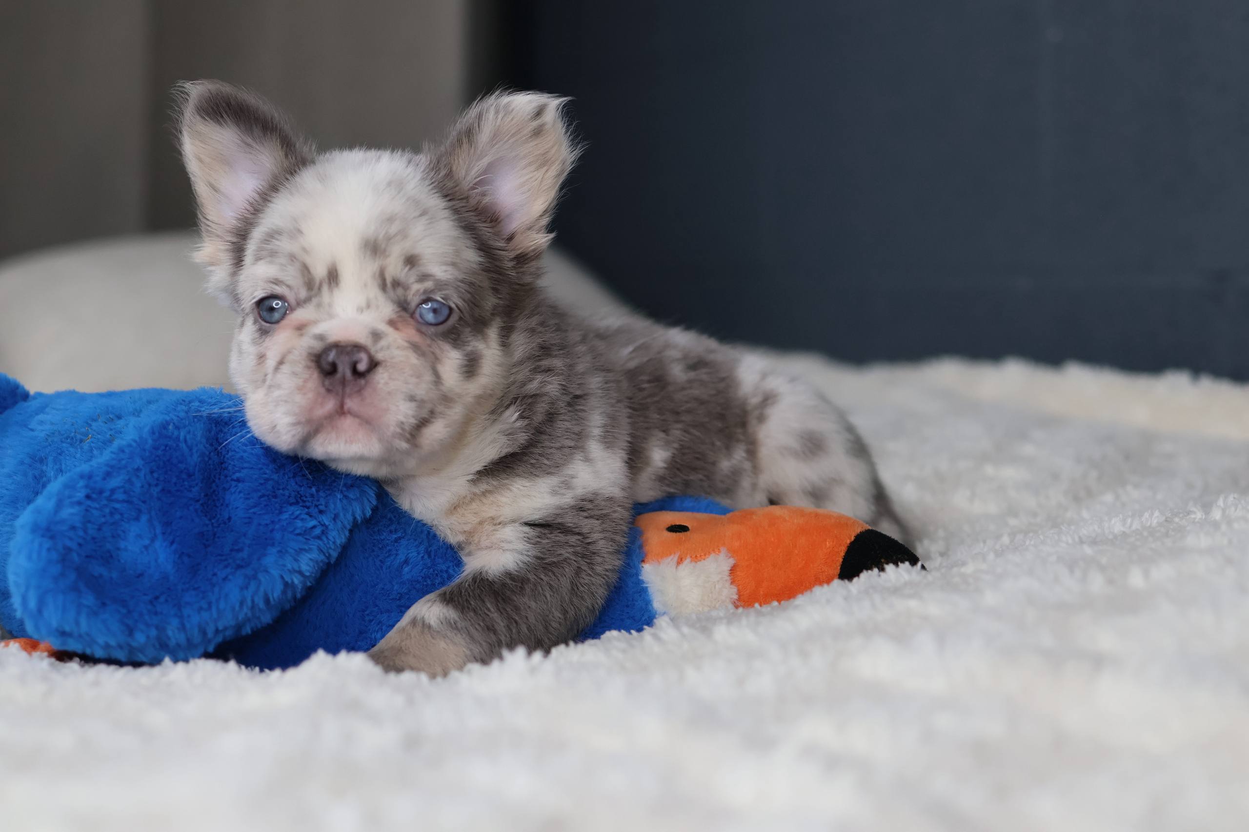 Puppy thumbnail