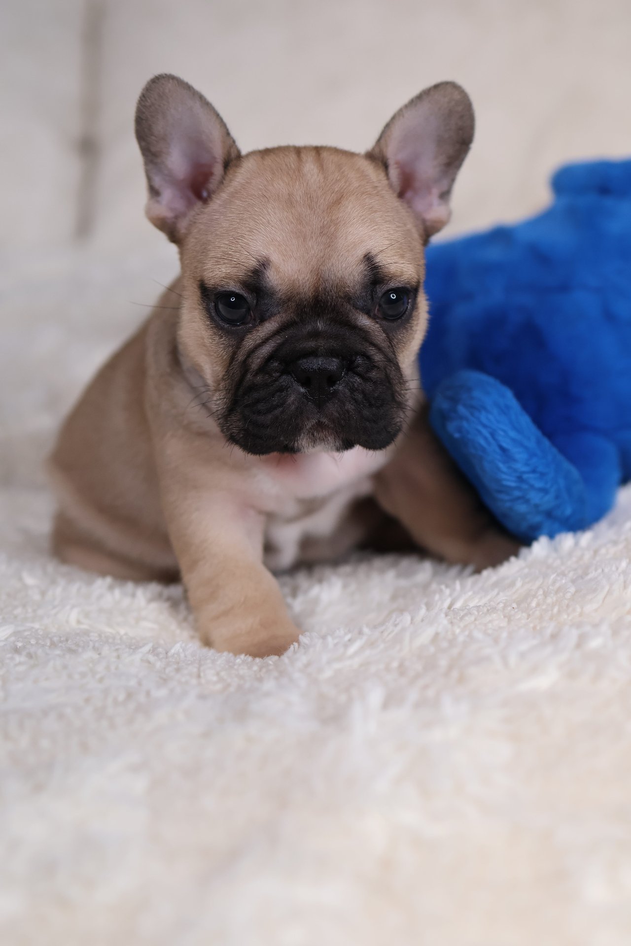Puppy thumbnail