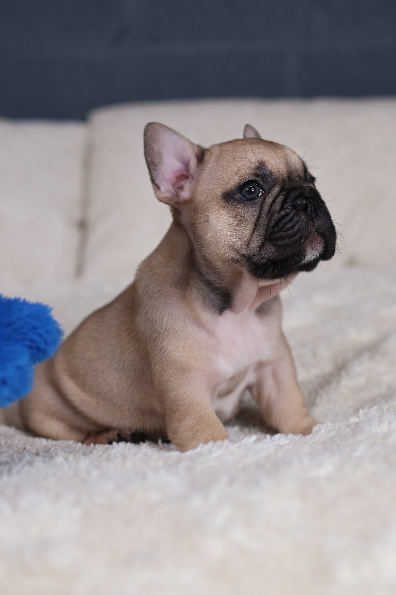 Puppy thumbnail