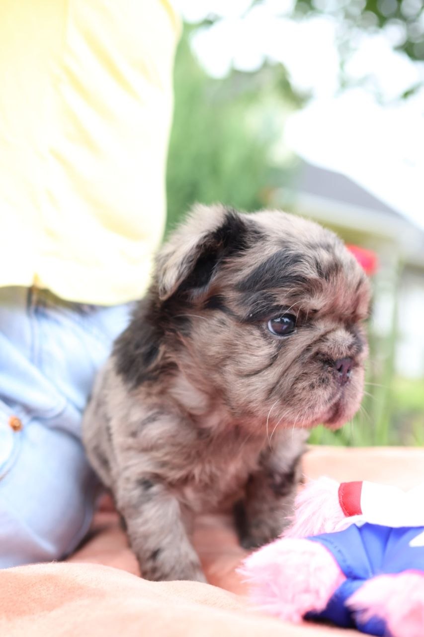Puppy thumbnail