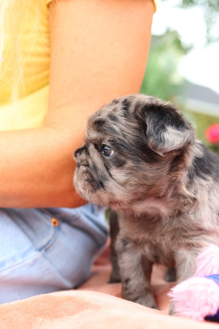 Puppy thumbnail