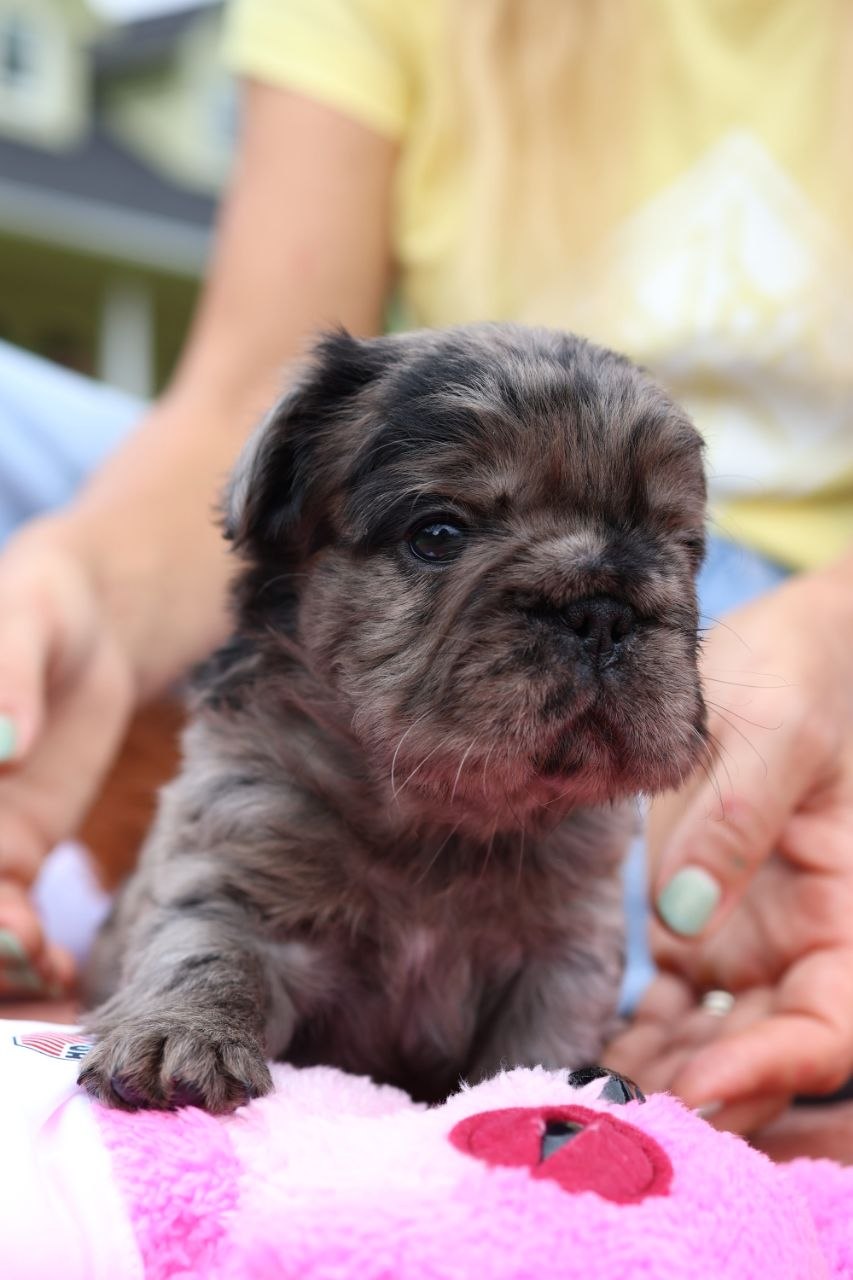 Puppy thumbnail