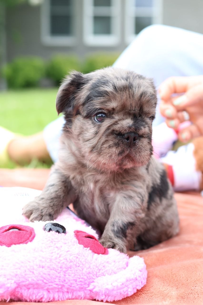 Puppy thumbnail