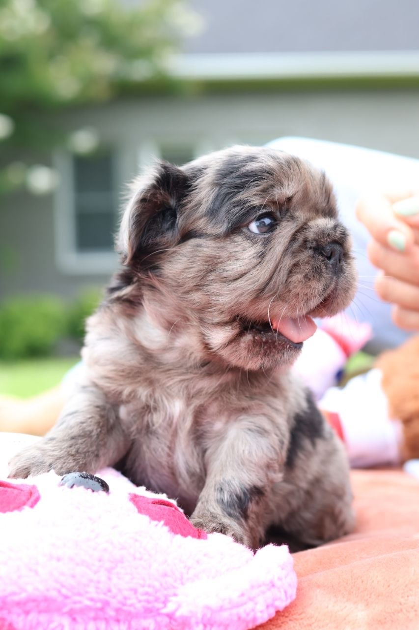 Puppy thumbnail