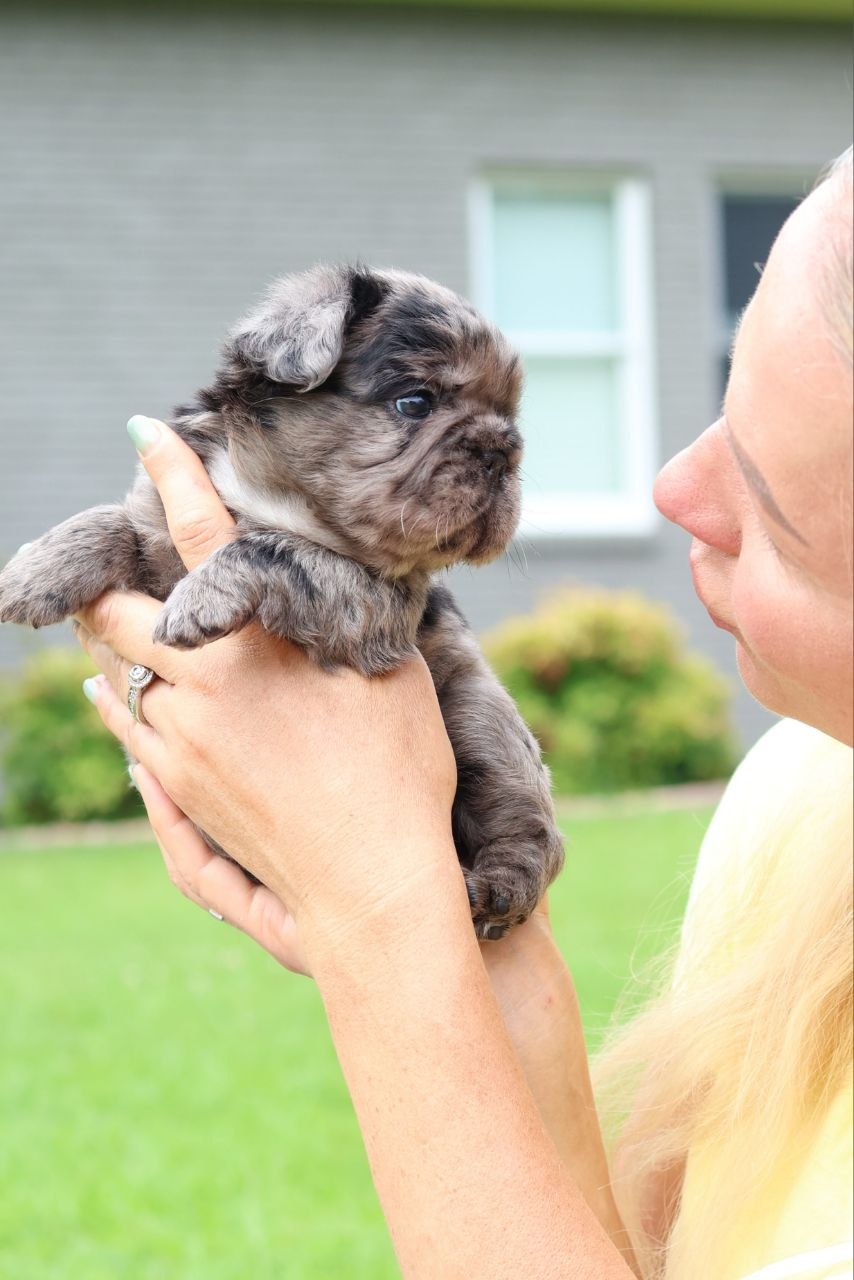 Puppy thumbnail