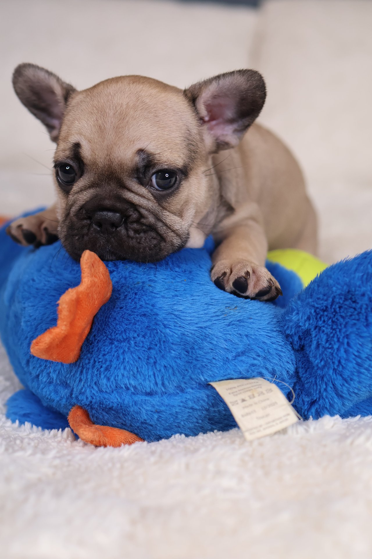 Puppy thumbnail