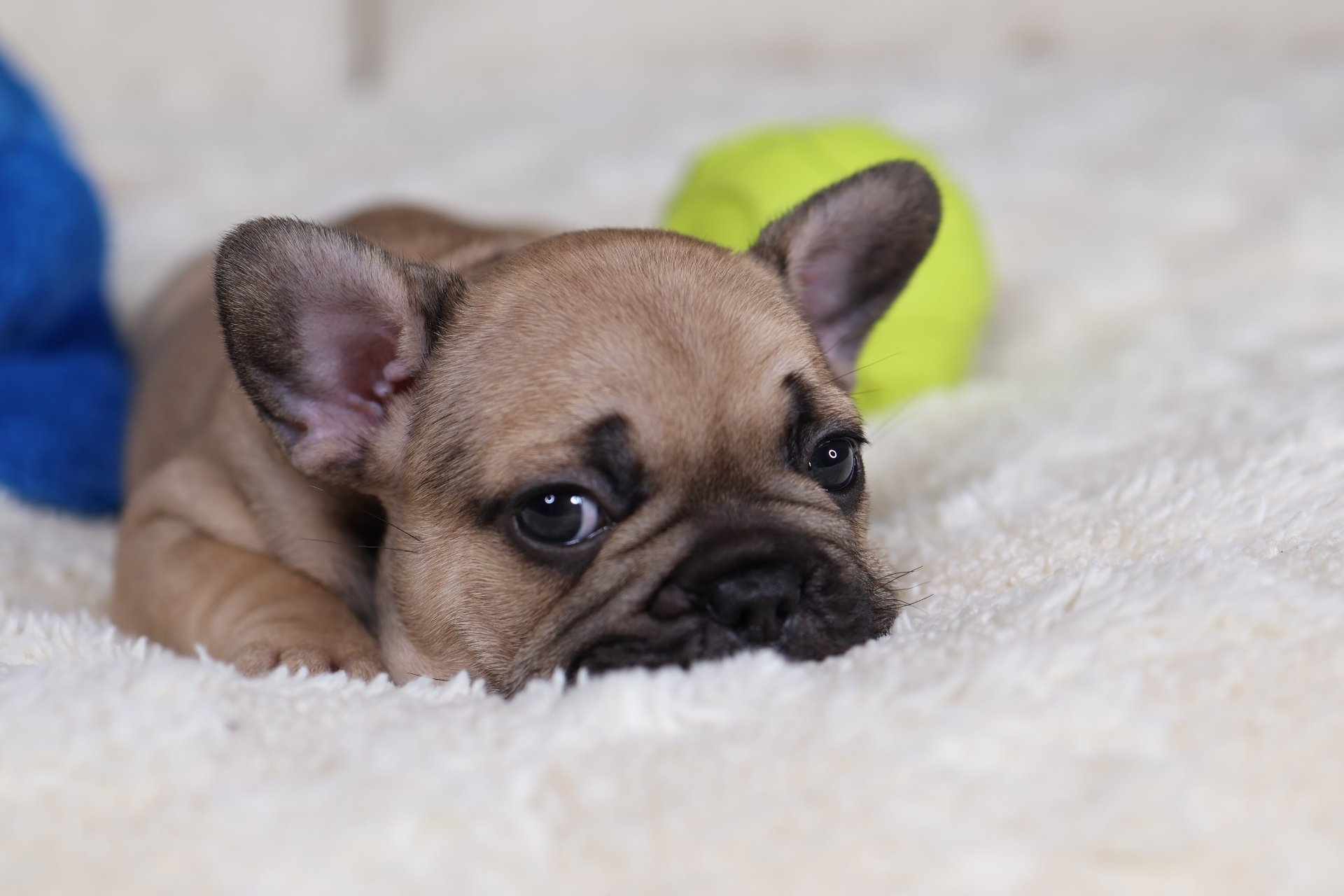 Puppy thumbnail