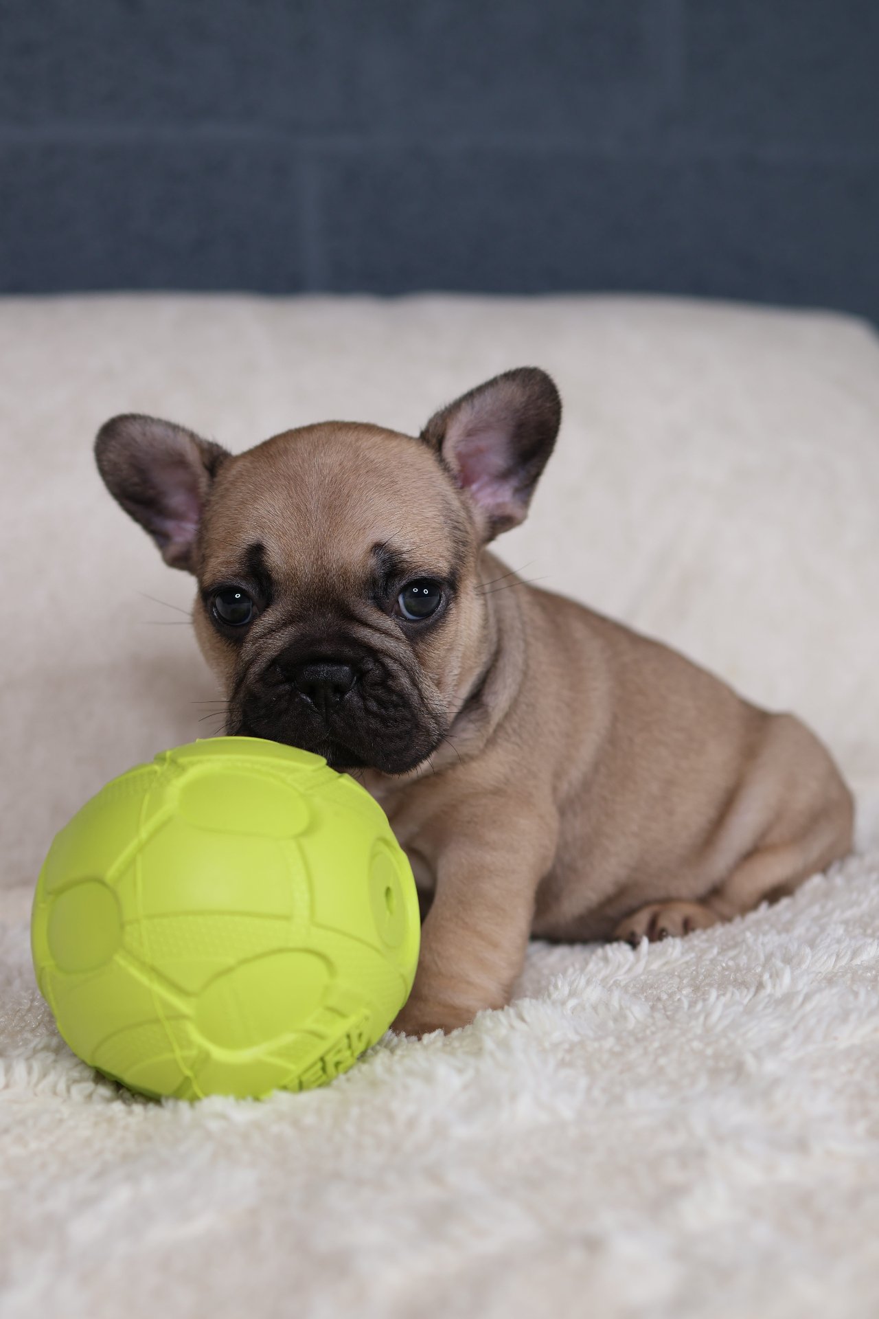 Puppy thumbnail