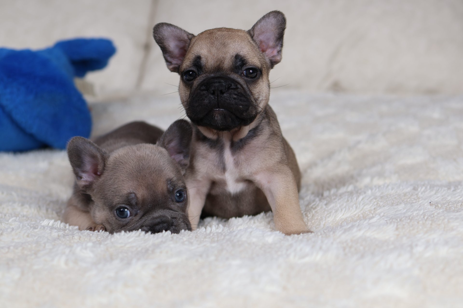 Puppy thumbnail