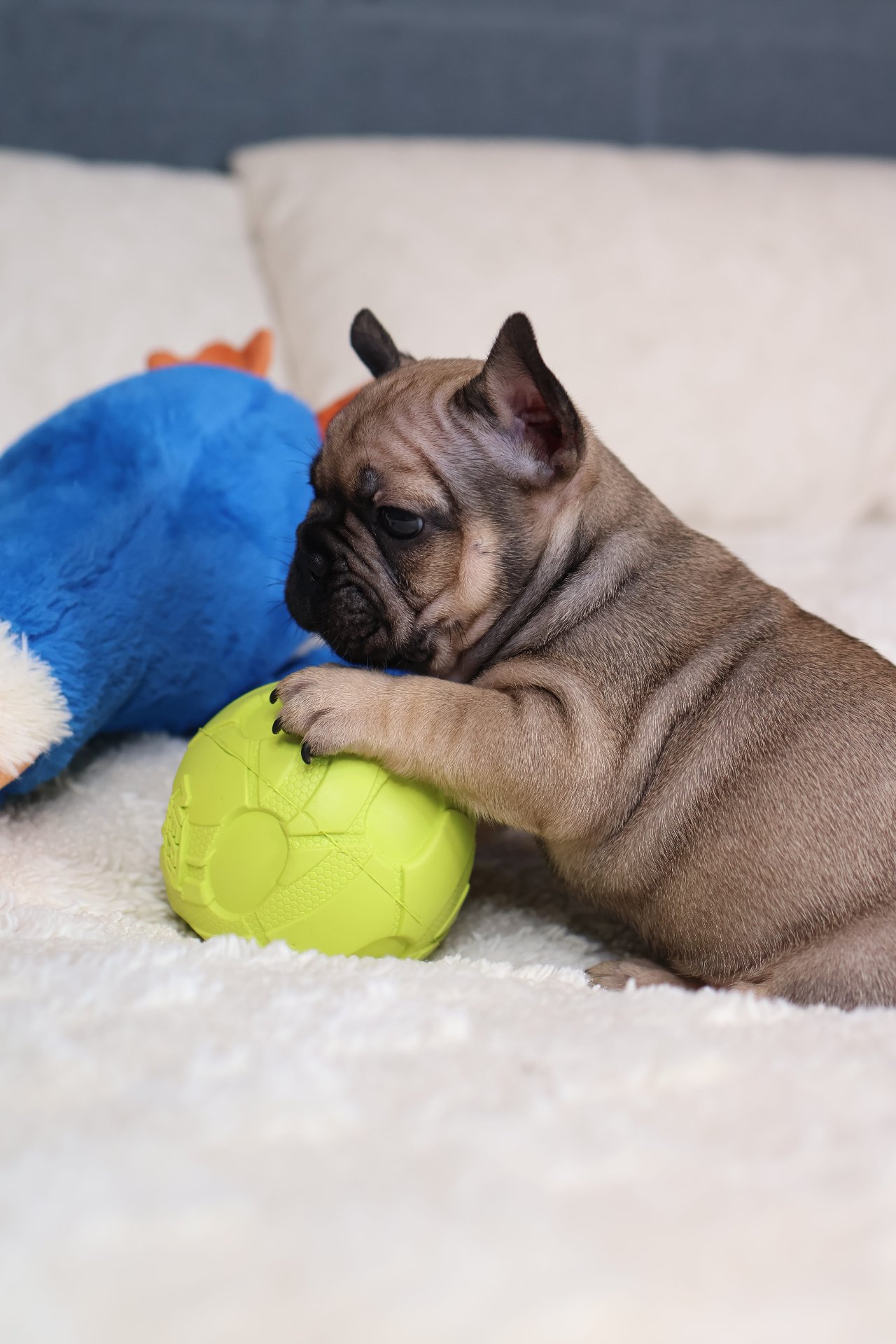 Puppy thumbnail