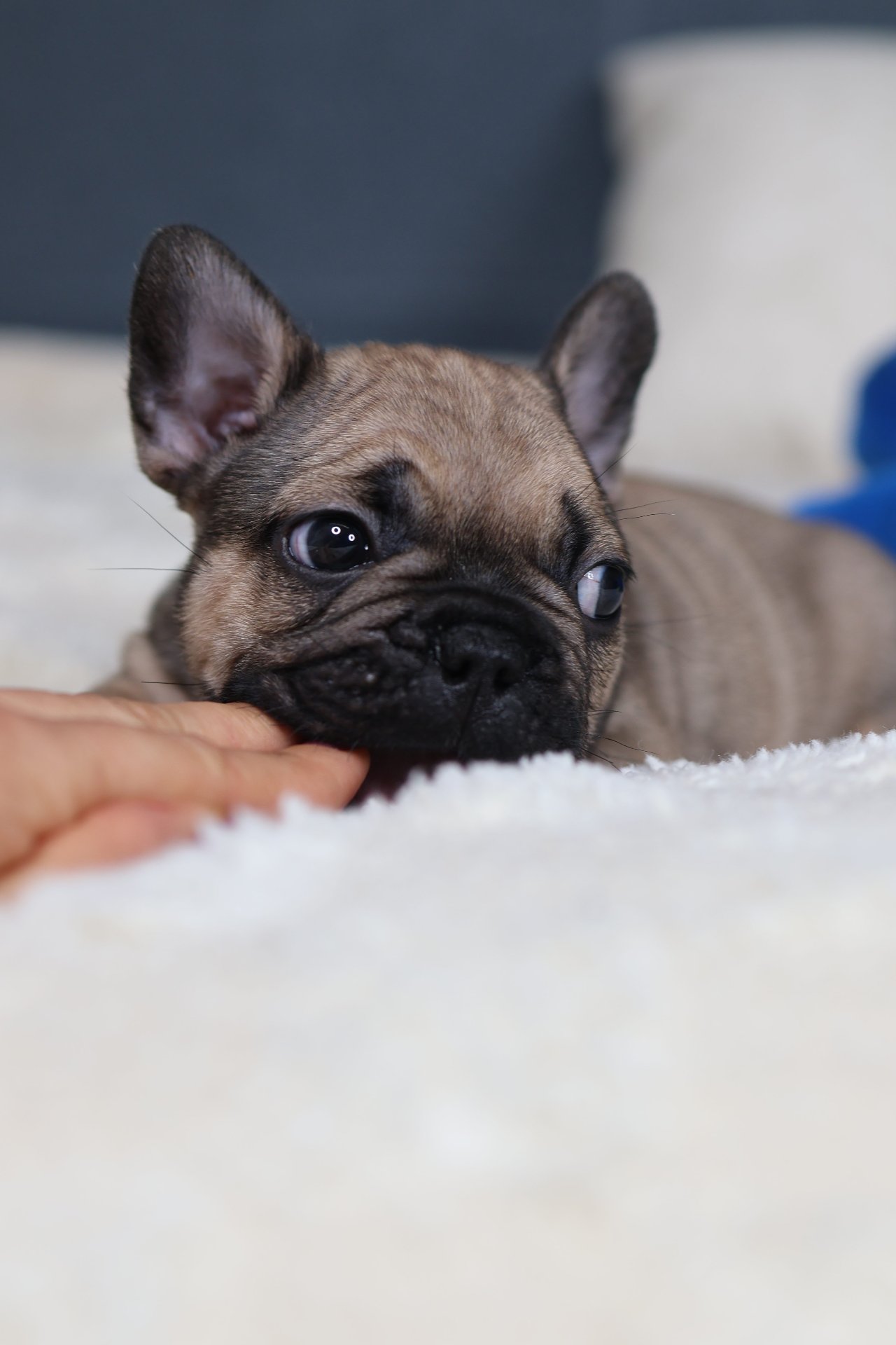Puppy thumbnail